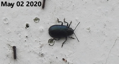 Gastrolina thoracica