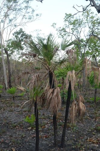 Sand Palm