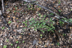 Coprosma dumosa