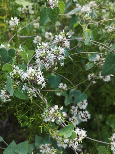 Cynanchum chinense