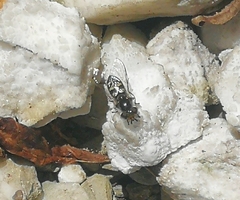 Austroscaeva