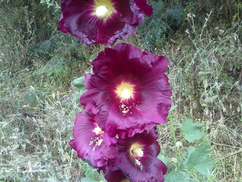 Alcea rosea