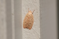 Garrha repandula