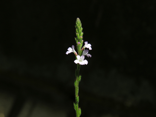 Common vervain