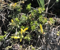 Chamaecytisus austriacus