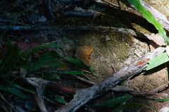 Carrhenes callipetes