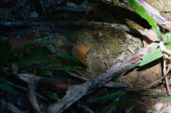 Carrhenes callipetes