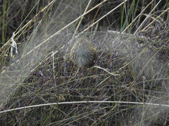 Poodytes punctatus punctatus