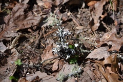 Usnea subgracilis