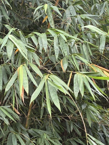 Dendrocalamus latiflorus observed 2026-07-28