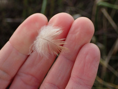 Poodytes punctatus punctatus