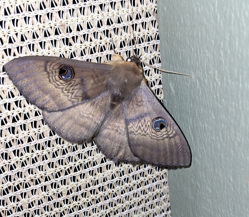 Southern Moon Moth