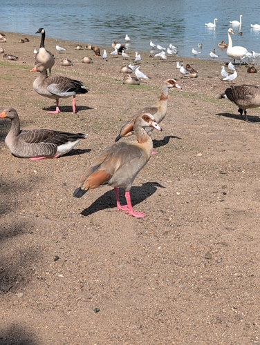 iNaturalist image