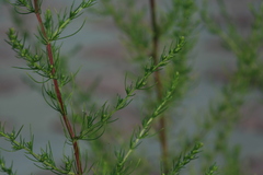 Salsola collina