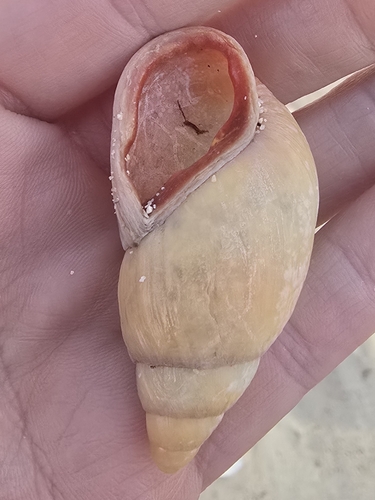 Maoristylus bivaricosus observed 2026-07-28