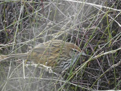 Poodytes punctatus punctatus