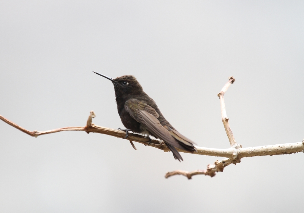 Black Metaltail photo