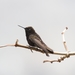 Black Metaltail - Photo (c) Mickaël Villemagne, some rights reserved (CC BY-NC), uploaded by Mickaël Villemagne