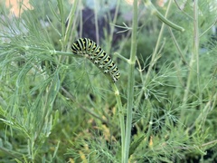 Papilio polyxenes