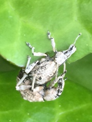 Dermatoxenus caesicollis