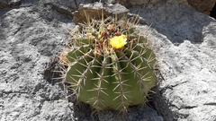 Ferocactus alamosanus