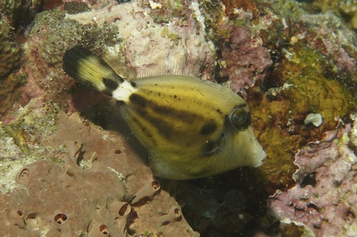 Cantherhines fronticinctus observed 2026-07-11