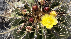 Ferocactus alamosanus