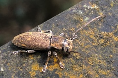 Bumetopia oscitans