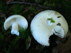 Russula albidula
