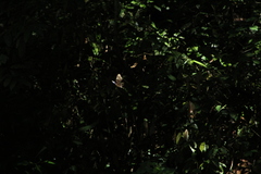 Morpho helenor guerrerensis