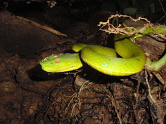 Trimeresurus vogeli