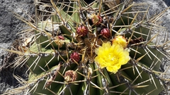 Ferocactus alamosanus