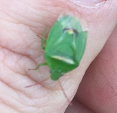 Ocirrhoe unimaculata