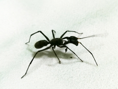 Pranburia mahannopi
