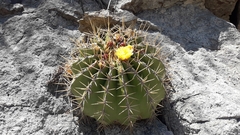Ferocactus alamosanus