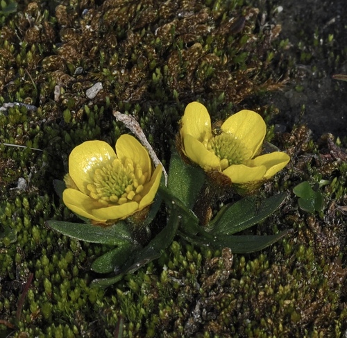 Ranunculus sulphureus