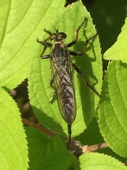 Neoitamus angusticornis