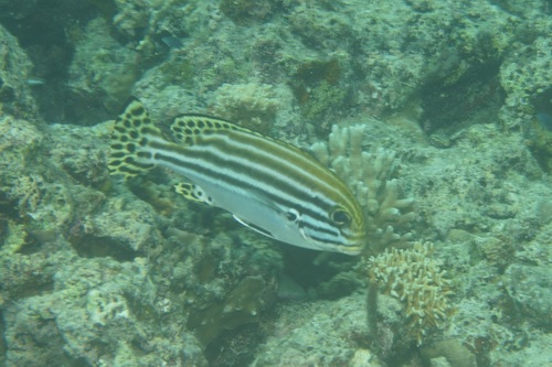 Plectorhinchus lessonii observed 2026-07-19
