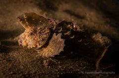 Aploactisoma milesii