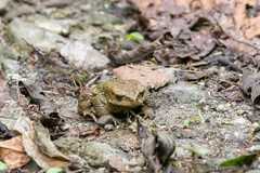 Duttaphrynus himalayanus