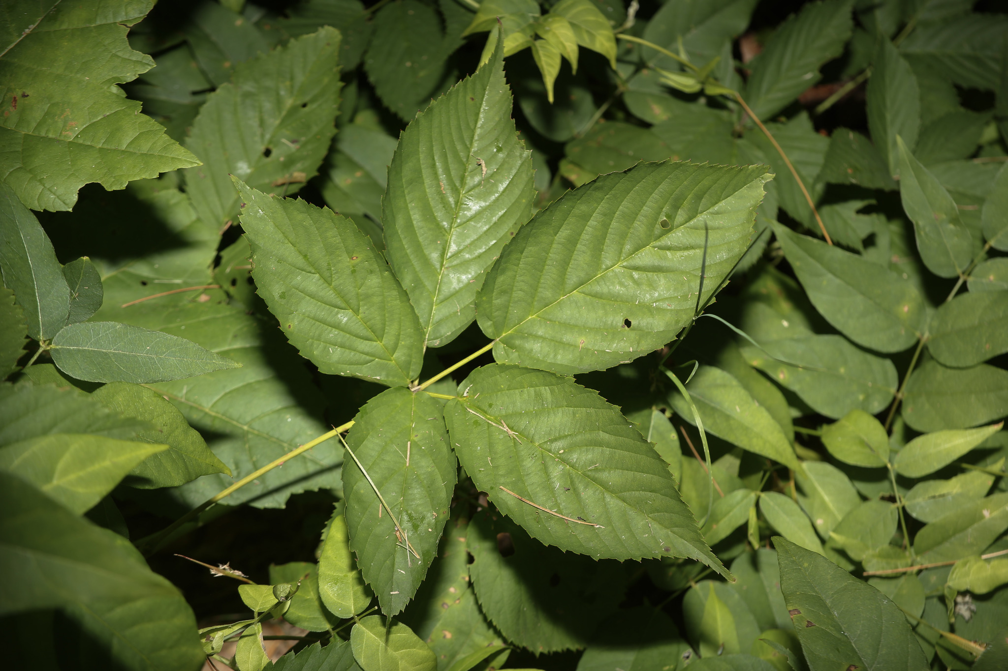 Rubus X multiformis