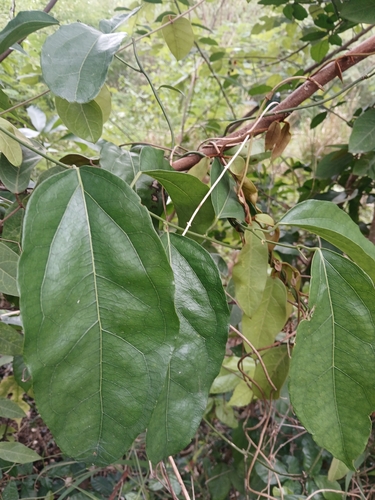 Tiliacora triandra, 2026-07-28