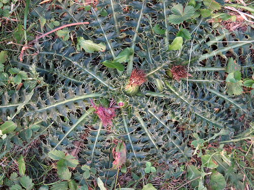 Stemless Thistle
