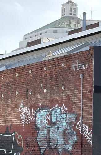 iNaturalist image