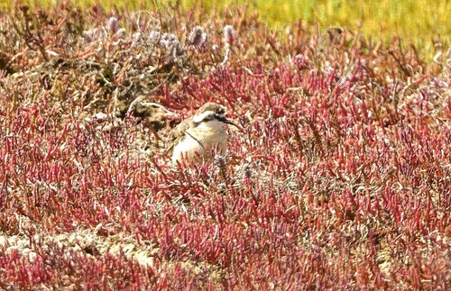 iNaturalist image