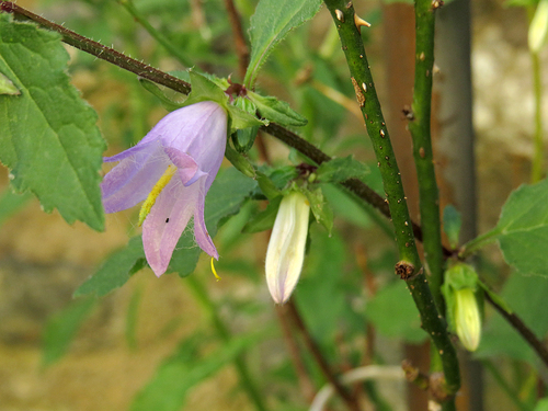 Nettle-leaved Bellflower