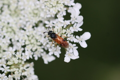 Arge melanochra
