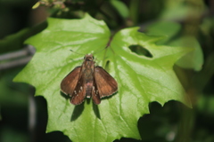 Torbenlarsenia gemella