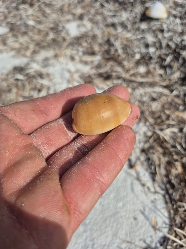 Cypraea reevei observed 2026-07-28
