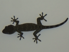 Gekko gecko